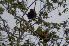 Alouatta seniculus