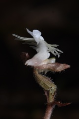 Anoectochilus roxburghii