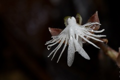 Anoectochilus roxburghii