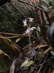 Anoectochilus roxburghii