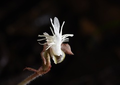 Anoectochilus roxburghii
