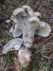 Phellodon violascens