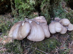 Phellodon violascens