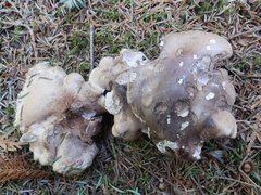 Phellodon violascens
