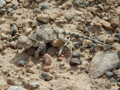 Phrynocephalus helioscopus