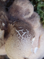 Phellodon violascens