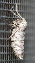Alsophila pometaria