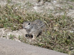 Xerospermophilus spilosoma