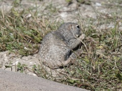 Xerospermophilus spilosoma