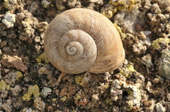 Iberus alonensis