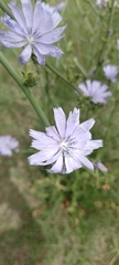 Cichorium