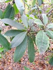 Rhododendron