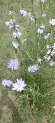 Cichorium