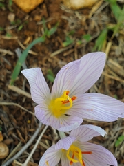 Crocus