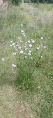 Cichorium