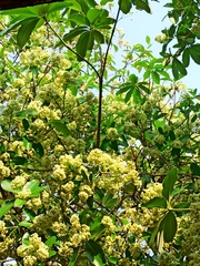 Alstonia scholaris