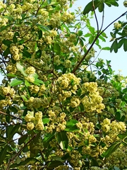 Alstonia scholaris