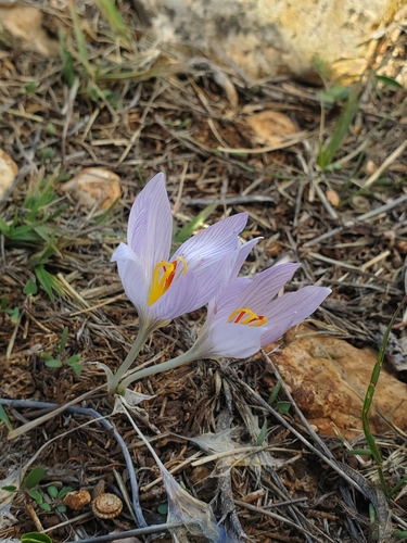 Image of Crocus pallasii by (c) Mitch Van Dyke, some rights reserved (CC BY)