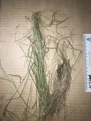 Agrostis perennans