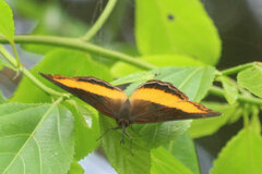 Eurytela dryope angulata