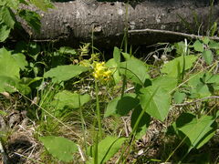 Lonicera hirsuta