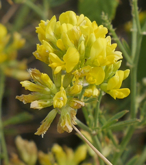 Medicago falcata