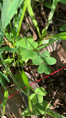 Oxalis