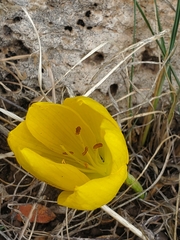 (c) Mitch Van Dyke, some rights reserved (CC BY) Sternbergia clusiana, photograph (c) Mitch Van Dyke, some rights reserved (CC BY)