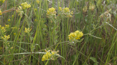 Medicago falcata
