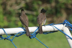 Pycnonotus barbatus layardi