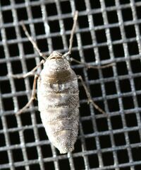 Alsophila pometaria