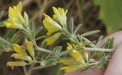 Medicago falcata