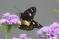 Amauris albimaculata