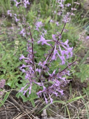 Syncolostemon canescens