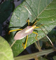 Lucullia flavovittata