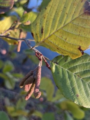 Alnus serrulata