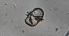Cosmarium