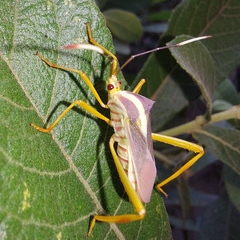 Lucullia flavovittata