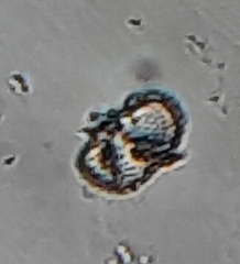 Cosmarium