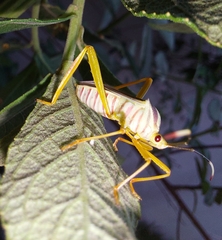Lucullia flavovittata