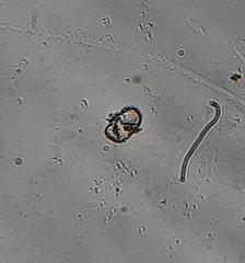 Cosmarium
