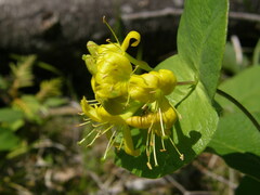 Lonicera hirsuta