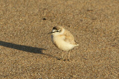 Charadrius marginatus