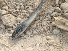 Crotaphopeltis hotamboeia