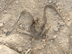 Crotaphopeltis hotamboeia