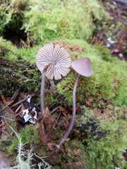 Mycena alcalina