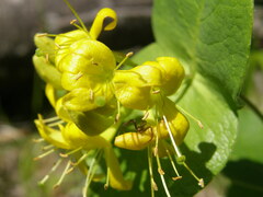 Lonicera hirsuta