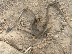 Crotaphopeltis hotamboeia