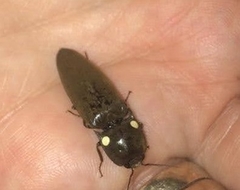 Deilelater physoderus