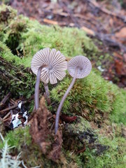 Mycena alcalina